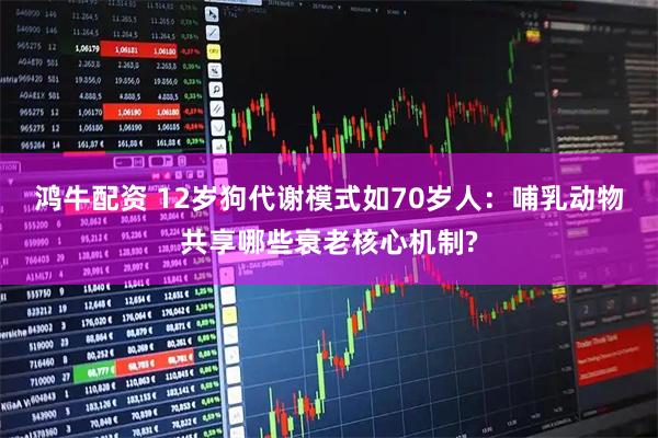 鸿牛配资 12岁狗代谢模式如70岁人：哺乳动物共享哪些衰老核心机制?